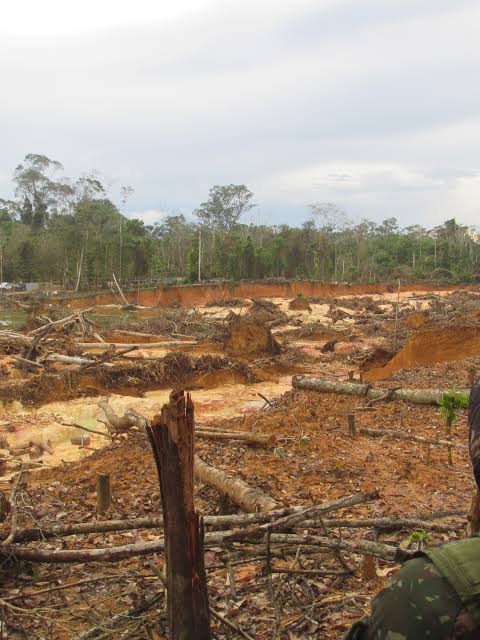 Roraima segue na contramão da Amazônia e registra alta no desmatamento